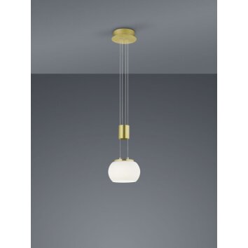 Trio Lampor Madison Pendellampa LED Mässing, 1-ljuskällor