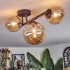 Chehalis Taklampa, kullampa Amber, 3-ljuskällor