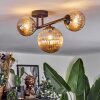 Chehalis Taklampa, kullampa Amber, 3-ljuskällor