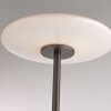 Paul Neuhaus Vitrum Golvlampa LED Brun, 2-ljuskällor