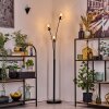 Ripoll kullampa, Golvlampa Klart, 3-ljuskällor