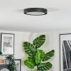 Isela Taklampa LED Svart, 1-ljuskällor
