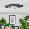 Isela Taklampa LED Svart, 1-ljuskällor